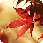 Autumn Live Wallpaper | Indus Appstore | App Icon