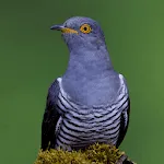 Cuckoo Bird Sounds | Indus Appstore | App Icon