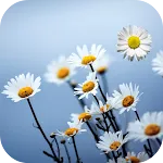 Daisy Live Wallpaper | Indus Appstore | App Icon