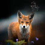 Fox Wallpapers | Indus Appstore | App Icon