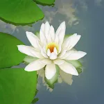 3D Lotus Pond Live Wallpaper | Indus Appstore | App Icon