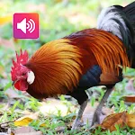 Red Junglefowl Sound: Ringtone | Indus Appstore | App Icon