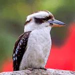 Laughing Kookaburra Sounds | Indus Appstore | App Icon