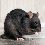 Mouse and Rat Sounds | Indus Appstore | App Icon