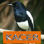 Master Kicau Kacer | Indus Appstore | App Icon