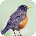 Robin Bird Sounds | Indus Appstore | App Icon