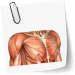 Anatomy course | Indus Appstore | App Icon