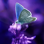 Butterflies Live Wallpaper | Indus Appstore | App Icon