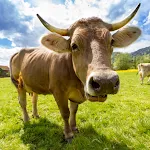 Cow Sounds | Indus Appstore | App Icon