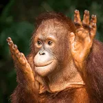 Orangutan Sounds | Indus Appstore | App Icon