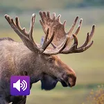 Moose: Sounds & Ringtones | Indus Appstore | App Icon