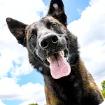 German Shepherd Wallpaper | Indus Appstore | App Icon