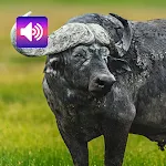 Buffalo & Bison: Sounds | Indus Appstore | App Icon