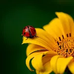 Ladybug Wallpapers | Indus Appstore | App Icon