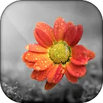 ReColor Splash Photo Effect | Indus Appstore | App Icon