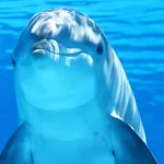 Dolphin Sounds | Indus Appstore | App Icon