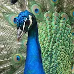 Peacock Sounds | Indus Appstore | App Icon