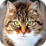 Cat Wallpapers | Indus Appstore | App Icon