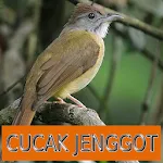 Master Kicau Cucak Jenggot | Indus Appstore | App Icon