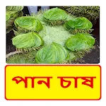 পান চাষ~Betel leaf Cultivation | Indus Appstore | App Icon