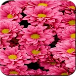 Flower Wallpaper | Indus Appstore | App Icon