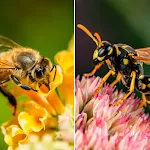 Bees and Wasps sounds | Indus Appstore | App Icon