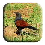 Coucal Sounds | Indus Appstore | App Icon