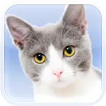 Cats and Kittens Sounds | Indus Appstore | App Icon