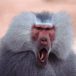 Baboon Sounds | Indus Appstore | App Icon