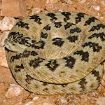 Rattlesnake Sounds | Indus Appstore | App Icon