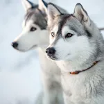 Siberian Husky Dog Sounds | Indus Appstore | App Icon