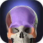 Anatomyka - 3D Anatomy Atlas | Indus Appstore | App Icon