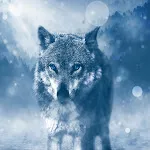 Wolf wallpaper | Indus Appstore | App Icon