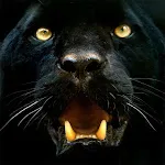 Panther Wallpapers | Indus Appstore | App Icon