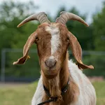 Goat Sounds | Indus Appstore | App Icon