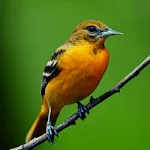 Oriole Bird Sounds | Indus Appstore | App Icon