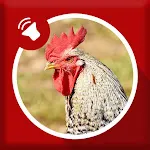 Rooster Sounds | Indus Appstore | App Icon