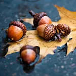 Autumn Wallpapers | Indus Appstore | App Icon