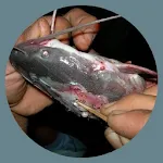 freshwater fish disease | Indus Appstore | App Icon