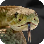 Rattlesnake Sounds | Indus Appstore | App Icon