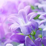 Lilac Flowers Live Wallpaper | Indus Appstore | App Icon