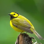 Warbler Bird Sounds | Indus Appstore | App Icon