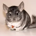 Chinchilla sounds | Indus Appstore | App Icon