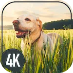 Dogs Cool Wallpapers | Indus Appstore | App Icon