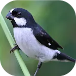 Sounds of the bird Golinha | Indus Appstore | App Icon