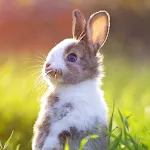The Rabbit | Indus Appstore | App Icon