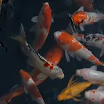 Real Aquarium Live Wallpaper | Indus Appstore | App Icon