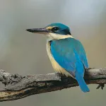 Kingfisher bird sounds | Indus Appstore | App Icon