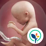 Pregnancy App & Baby Tracker | Indus Appstore | App Icon