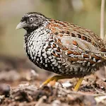 Barred buttonquail Sounds | Indus Appstore | App Icon